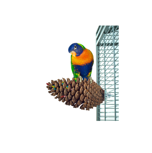 Foraging Pine Cone