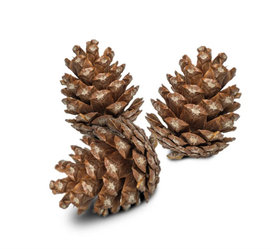 Forest Pine Cones