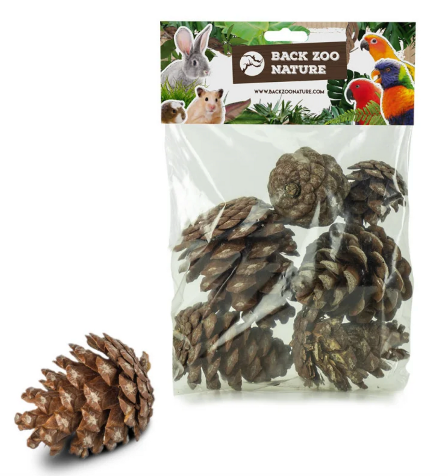 Forest Pine Cones