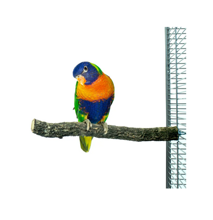 Corky Perch M