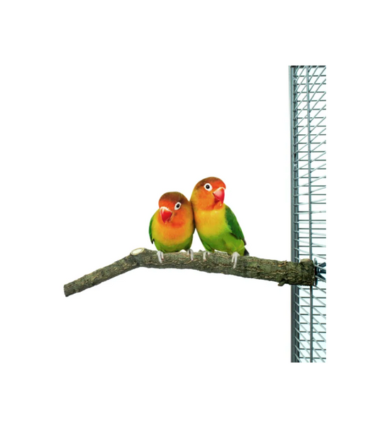 Corky Perch S