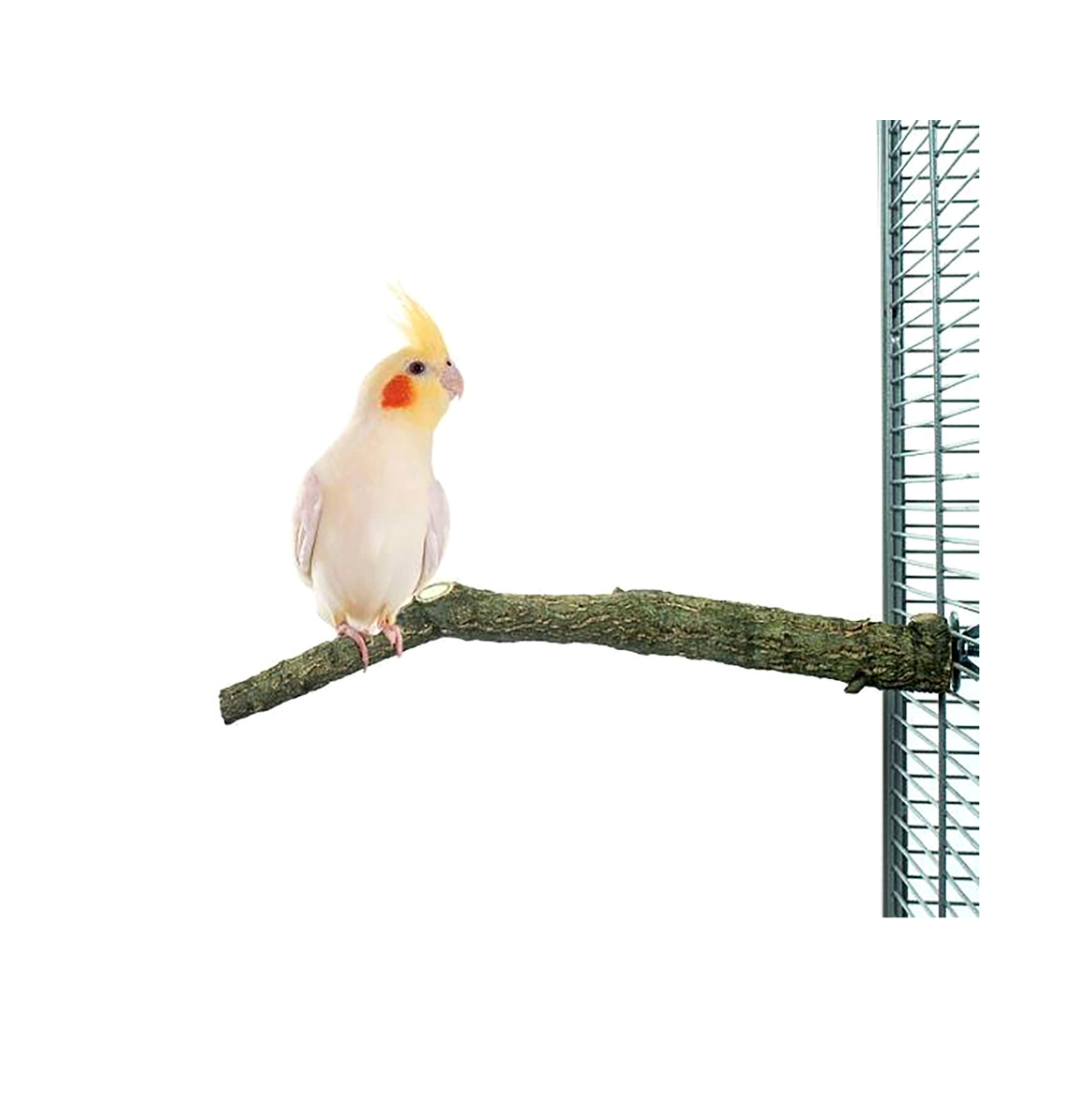 Corky Perch S