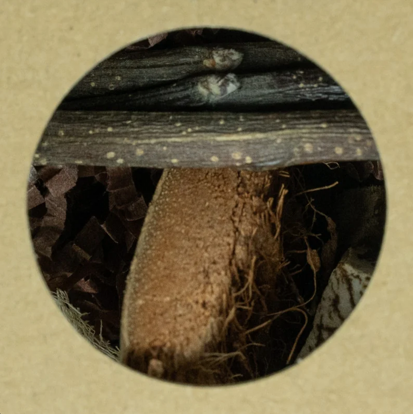 Hexagon Foraging & Play Tunnel