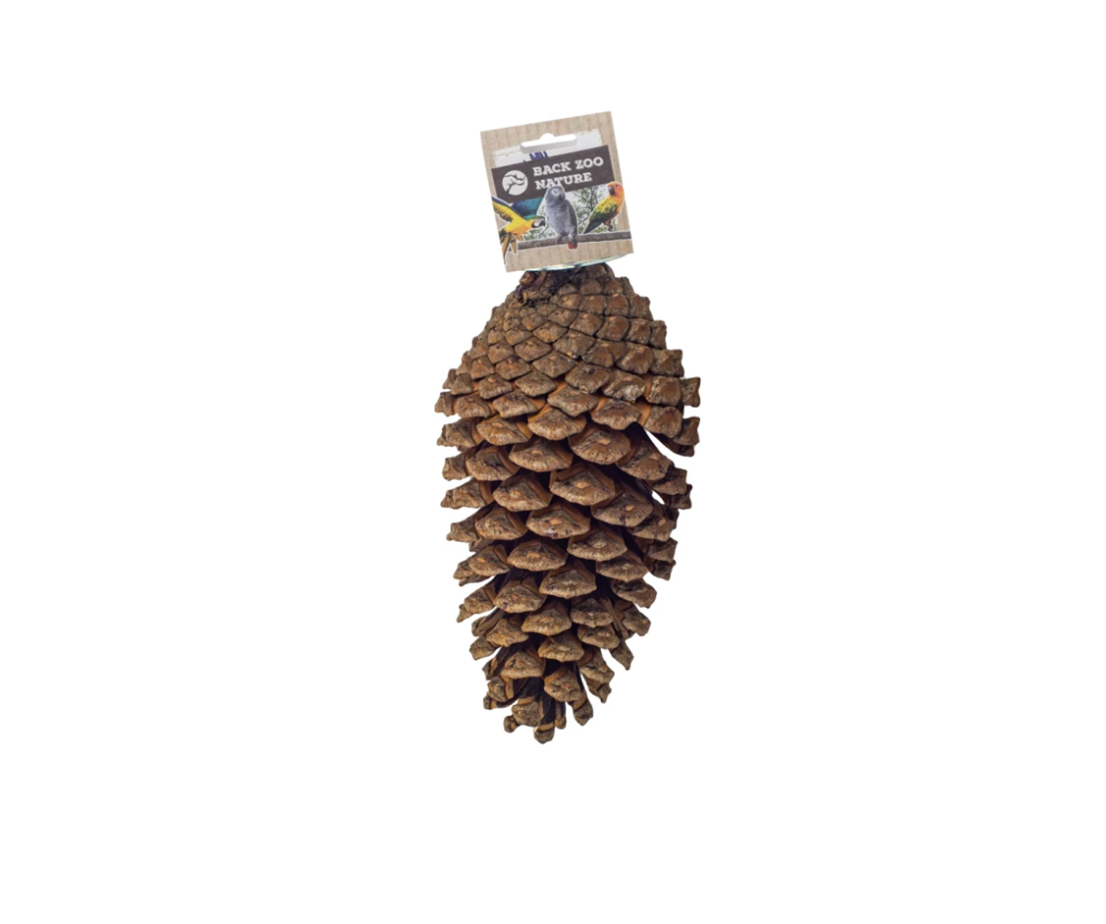 Foraging Pine Cone