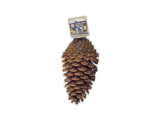 Foraging Pine Cone