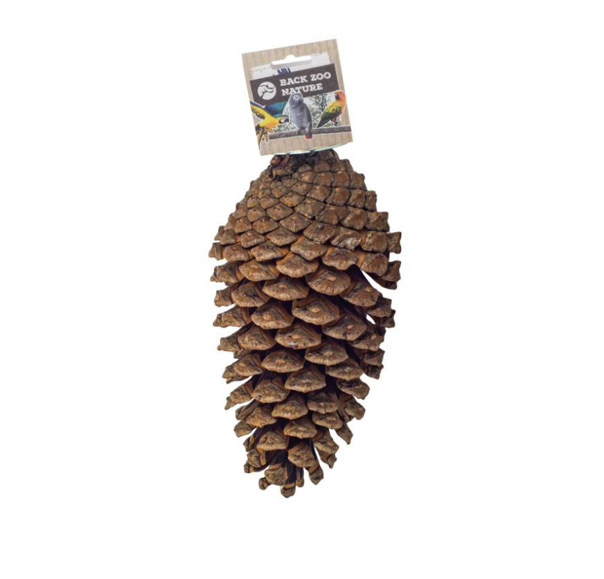 Foraging Pine Cone