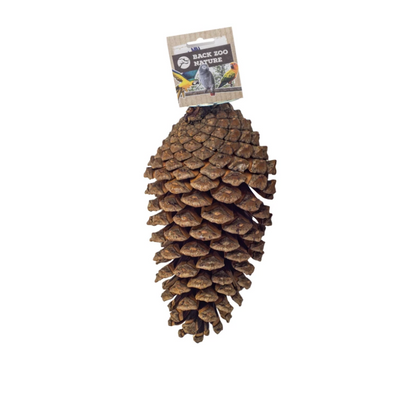 Foraging Pine Cone