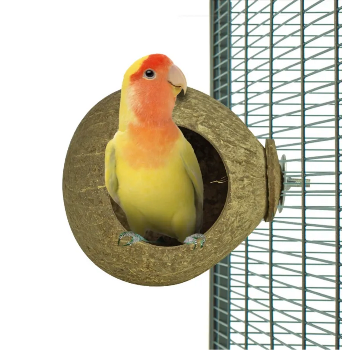 Kokosnoot Huisje