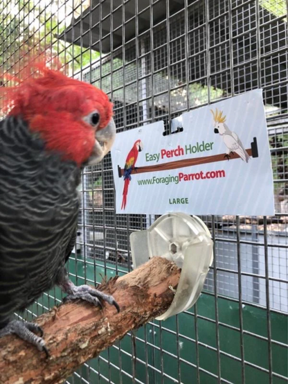 Easy Perch Holder L